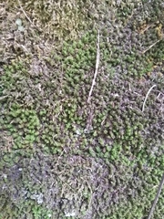 Selaginella peruviana
