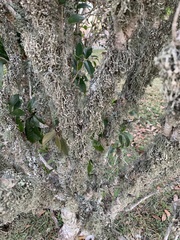Ramalina stenospora