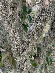 Ramalina stenospora