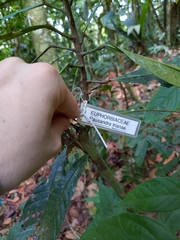 Pausandra trianae