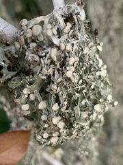 Ramalina stenospora