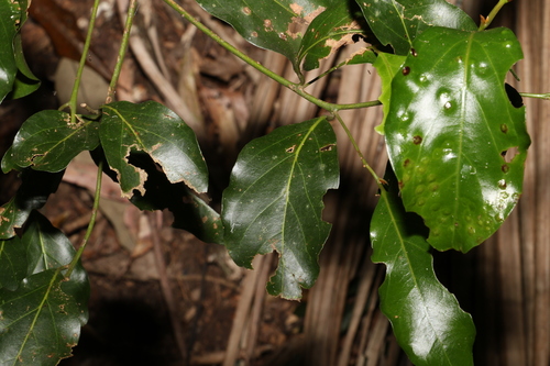 Image of Endiandra mulleri by (c) Greg Tasney, some rights reserved (CC BY-SA)