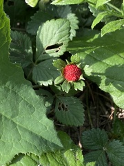 Potentilla hebiichigo