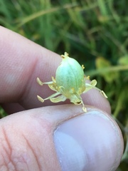 Parnassia cirrata intermedia