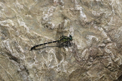 Hemigomphus heteroclytus