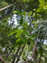 Lindackeria paludosa