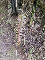 Blechnum occidentale