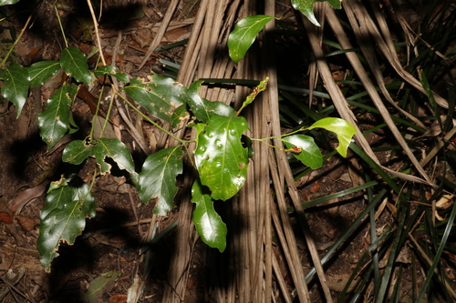 Image of Endiandra mulleri by (c) Greg Tasney, some rights reserved (CC BY-SA)