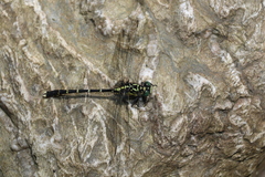 Hemigomphus heteroclytus