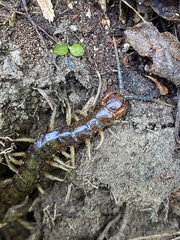 Cormocephalus rubriceps