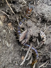 Cormocephalus rubriceps