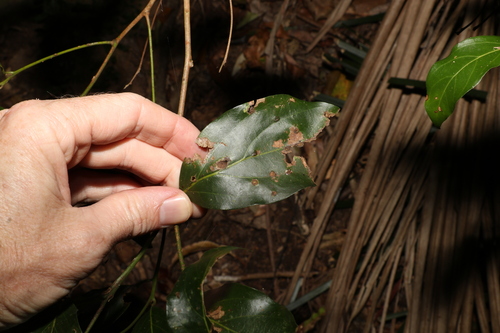 Image of Endiandra mulleri by (c) Greg Tasney, some rights reserved (CC BY-SA)