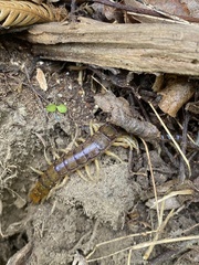 Cormocephalus rubriceps