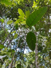 Lindackeria paludosa