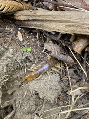 Cormocephalus rubriceps