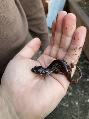 Aneides lugubris