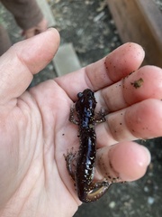 Aneides lugubris
