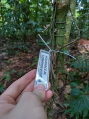 Lindackeria paludosa