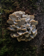 Grifola odorata