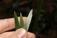 Lomandra hystrix