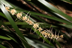 Lomandra hystrix