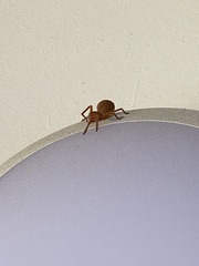 Neosparassus diana