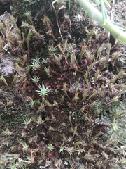 Polytrichum piliferum