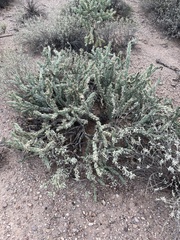 Cylindropuntia acanthocarpa
