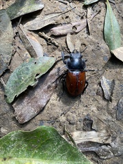 Neolucanus swinhoei
