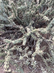 Cylindropuntia acanthocarpa