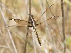 Libellula cyanea