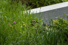 Carduelis carduelis britannica