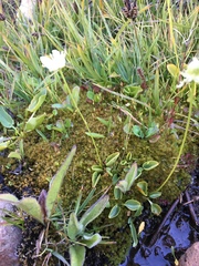 Parnassia cirrata intermedia