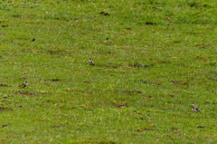 Carduelis carduelis britannica