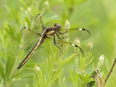 Libellula cyanea
