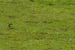 Carduelis carduelis britannica