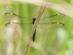 Libellula cyanea
