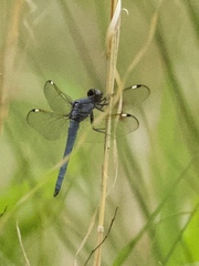 Libellula cyanea