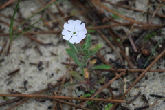 Silene littorea