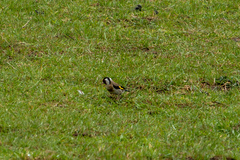 Carduelis carduelis britannica