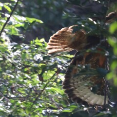 Buteo buteo