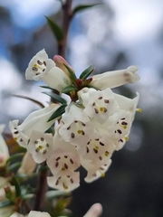 Epacris impressa