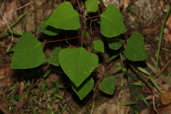 Homalanthus stillingiifolius