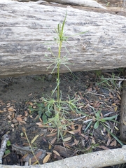 Spergula arvensis