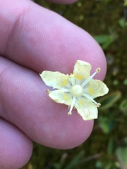 Parnassia cirrata intermedia