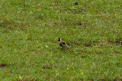 Carduelis carduelis britannica