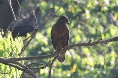 Buteo buteo