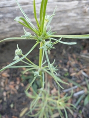 Spergula arvensis