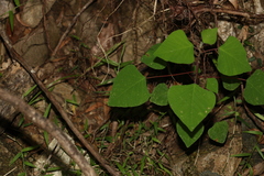 Homalanthus stillingiifolius