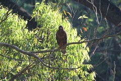 Buteo buteo